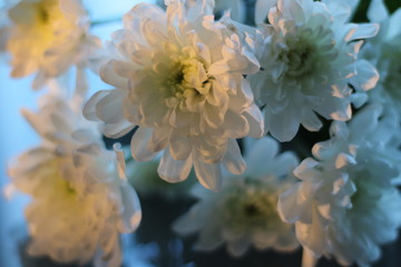 White chrysanthemum flowers on the table with beautiful background and illumination