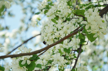 branch of a tree in spring