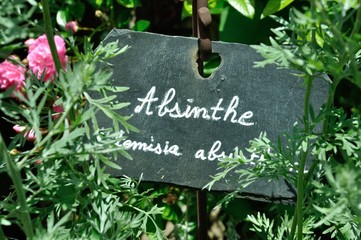 absinthe in a garden