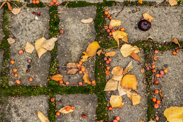 yellow autumn leaf on the road
