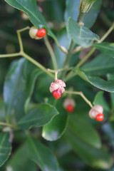 Euonymus japonica  bush in bloom with little orange fruit. Evergreen plant in the garden
