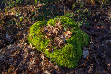 Nature