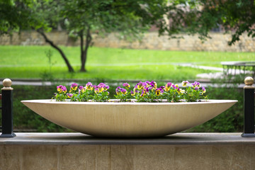 Fototapeta na wymiar Garden pansies in flower pot