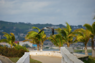 sea gull struggling with the wind during a storm