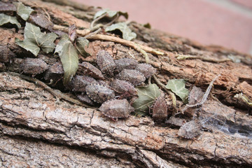 Brown Marmorated shield bugs on tree trunk in winter. Halyomorpha halys insect infestation