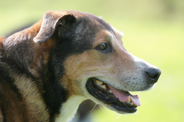 Portrait eines kurzhaarigen großen Hundes