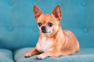 Portrait of smooth-haired beige Chihuahua against the beautiful bokeh. Chihuahua Girl looks nice. Little dog sitting on a turquoise couch
