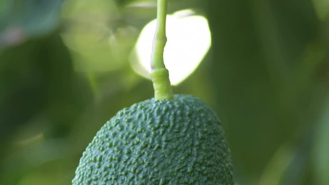 Natural hass avocado and peduncle hanging in a avocado tree, detail