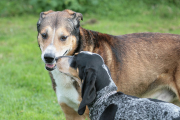 Zwei Hunde beschnuppern sich