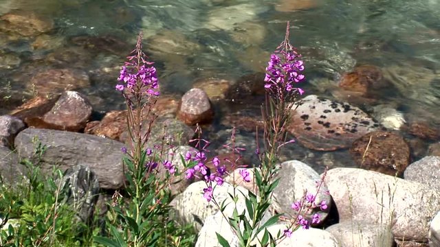 Purple Flowers Streamside-cu