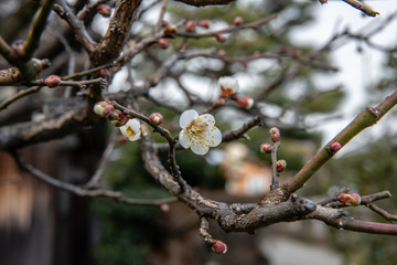 梅の花