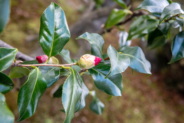 赤い椿の蕾