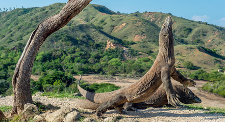 Komodo dragons. The Komodo dragon raised the head and open a mouth. Biggest living lizard in the world. Scientific name: Varanus komodoensis. Natural habitat, Island Rinca. Indonesia.
