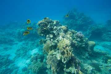 Naklejka na ściany i meble Colorful corals on the reef in the underwater world of the red sea.