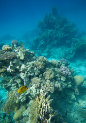 Fototapeta na wymiar Colorful corals on the reef in the underwater world of the red sea.