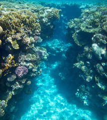 Plakat Colorful corals on the reef in the underwater world of the red sea.