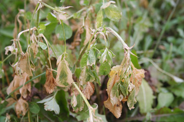 Alfalfa field damaged by frost in the italian countryside