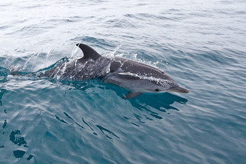 A jumping wild Stenella coeruleoalba in the coast of Vilanova i la geltru, a mediterranean town near Barcelona, Catalonia, Spain