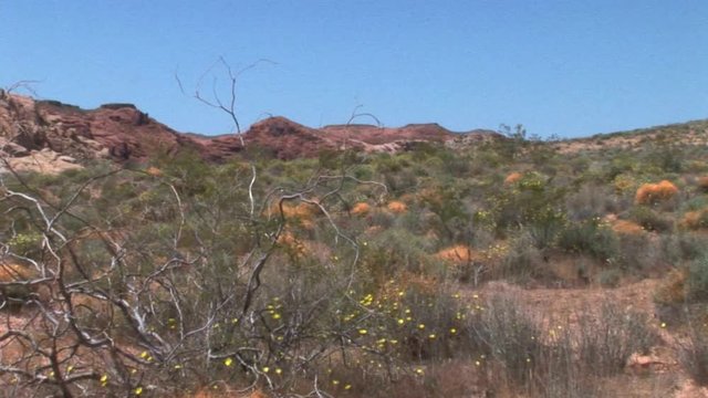Desert Brush-xws-zoom