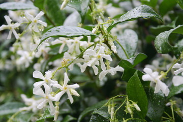 White climber star Jasmin in bloom covered by rain drops. Trachelospermum jasminoides 