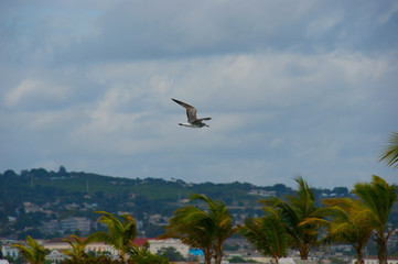 sea gull flying