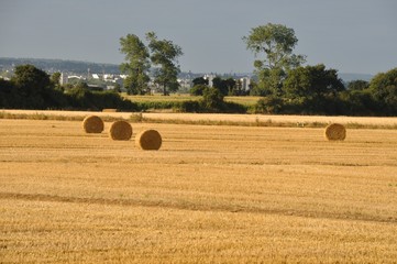 Round straw bales in harvested fields