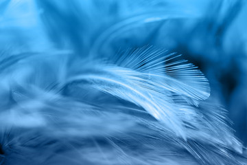Bird and chicken feathers in soft and blur style for the background