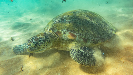 Sea turtel. hikkaduwa, Sri Lanka.