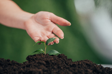 selective focus of woman touching young plant growing in ground on blurred background, earth day concept