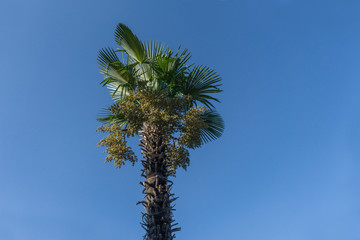 palm over blue clean sky