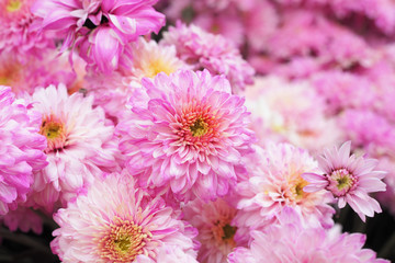 Obraz premium Beautiful colorful flowers as background