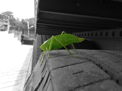saltamontes, insecto, verde, naturaleza, macro, animal, langosta, bicho, cricket, close-up, aislada, hojas, close-up, bichos, saltamontes, f&aacute;brica, hopper, fauna, antena, blanco, inhospitalario, bichi