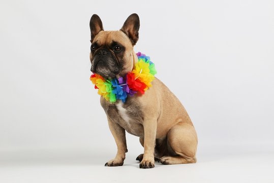 brown french bulldog is sitting in the white studio with a colorful hawaiian flower necklace around the neck