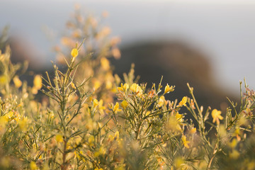  Beautiful flowers on the Mediterranean coast