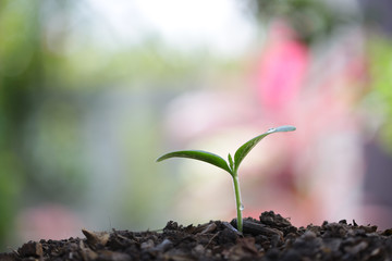 small tree sapling plants planting with dew