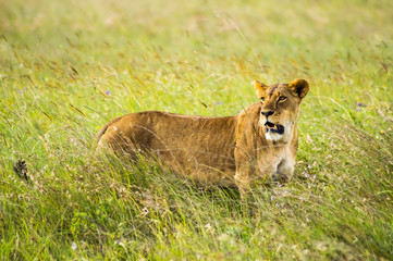 Fototapeta na wymiar Lioness sitting in the savannah of Nairobi