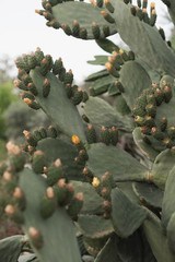 Cacti on the Mediterranean coast