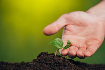 selective focus of man touching growing green plant on blurred background, earth day concept