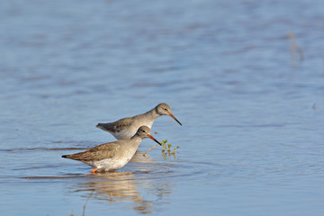 Tringa totanus (Common Redshank), Crete