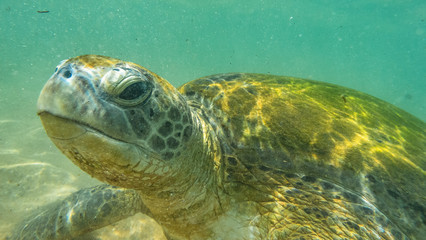 Sea turtel. hikkaduwa, Sri Lanka.