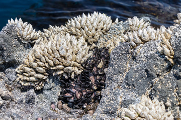 外海府海岸の生き物