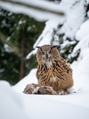 Eurasian eagle-owl (Bubo Bubo) sitting on hunted marten in snowy forest. Eurasian eagle owl with marten on snowy ground. Owl portrait.