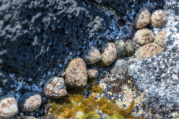外海府海岸のカサガイ