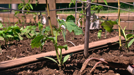 Osez cultiver les concombres au jardin !