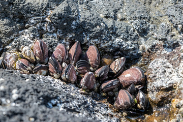 外海府海岸のカラスガイ