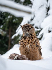 Eurasian eagle-owl (Bubo Bubo) sitting on hunted marten in snowy forest. Eurasian eagle owl with marten on snowy ground. Owl portrait.