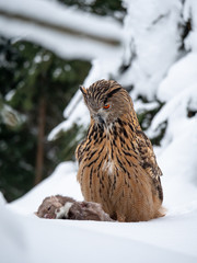 Eurasian eagle-owl (Bubo Bubo) sitting on hunted marten in snowy forest. Eurasian eagle owl with marten on snowy ground. Owl portrait.