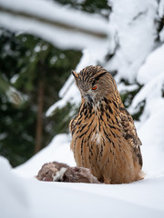 Eurasian eagle-owl (Bubo Bubo) sitting on hunted marten in snowy forest. Eurasian eagle owl with marten on snowy ground. Owl portrait.