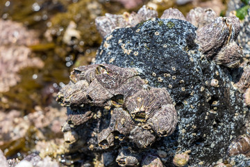 外海府海岸のフジツボ