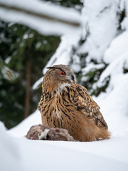 Eurasian eagle-owl (Bubo Bubo) sitting on hunted marten in snowy forest. Eurasian eagle owl with marten on snowy ground. Owl portrait.